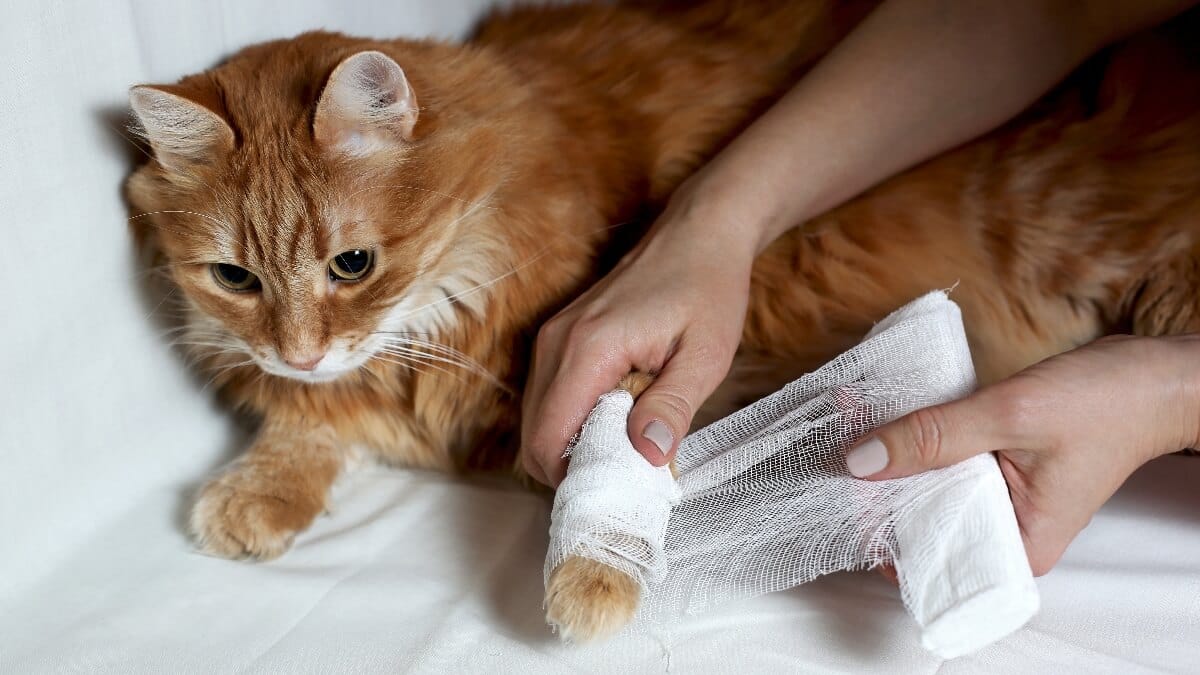 Katze humpelt plötzlich Was muss ich tun?